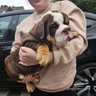 English Bulldog - Dogs