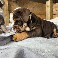 English Bulldog - Dogs