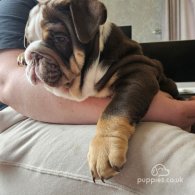 English Bulldog - Dogs