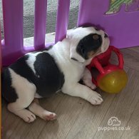 English Bulldog - Both