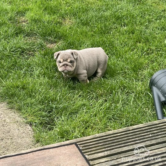 English Bulldog - Both