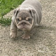 English Bulldog - Both