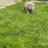 English Bulldog - Both