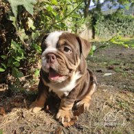 English Bulldog - Dogs