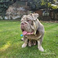 English Bulldog - Dogs