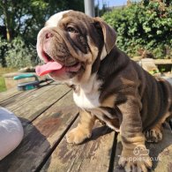 English Bulldog - Dogs