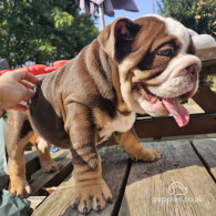 English Bulldog - Dogs