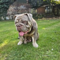 English Bulldog - Dogs