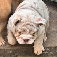 English Bulldog - Both