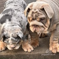 English Bulldog - Both