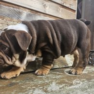 English Bulldog - Dogs