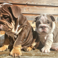 English Bulldog - Dogs