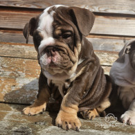 English Bulldog - Dogs