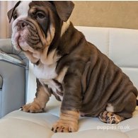 English Bulldog - Dogs