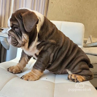 English Bulldog - Dogs