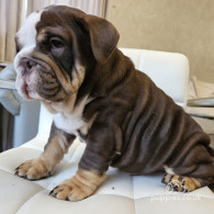 English Bulldog - Dogs