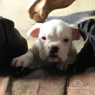 English Bulldog - Both