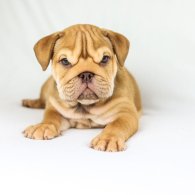 English Bulldog - Both