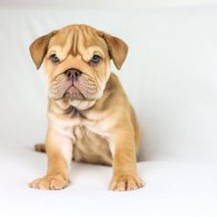 English Bulldog - Both