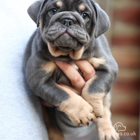 English Bulldog - Both