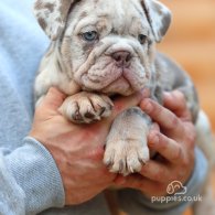 English Bulldog - Both