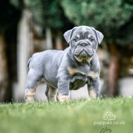 English Bulldog - Both