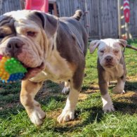 English Bulldog - Both