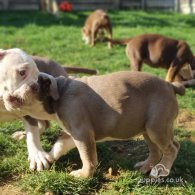 English Bulldog - Both