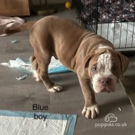 English Bulldog - Dogs