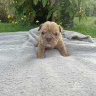 English Bulldog - Both