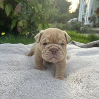 English Bulldog - Both