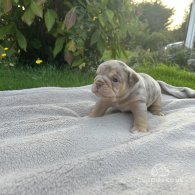 English Bulldog - Both