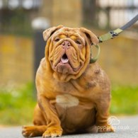 English Bulldog - Both