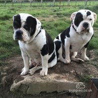 English Bulldog - Both