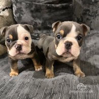 English Bulldog - Bitches