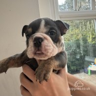 English Bulldog - Bitches