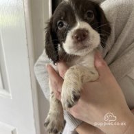 English Springer Spaniel - Both