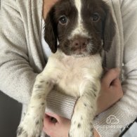 English Springer Spaniel - Both