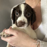 English Springer Spaniel - Both