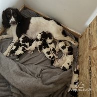 English Springer Spaniel - Both