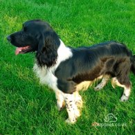 English Springer Spaniel - Both