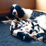 English Springer Spaniel - Both