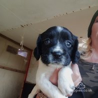 English Springer Spaniel - Both