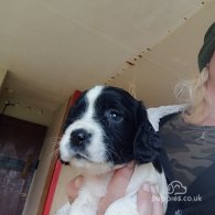 English Springer Spaniel - Both