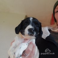 English Springer Spaniel - Both