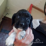 English Springer Spaniel - Both