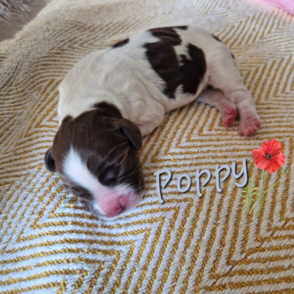 English Springer Spaniel - Both