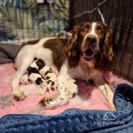 English Springer Spaniel - Both