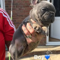 French Bulldog - Both