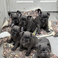 French Bulldog - Both